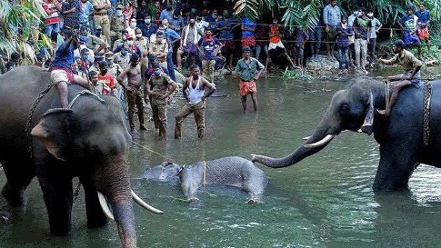 The Killing Of The Elephant In Kerala: Inhuman, Barbaric But Not Communal
