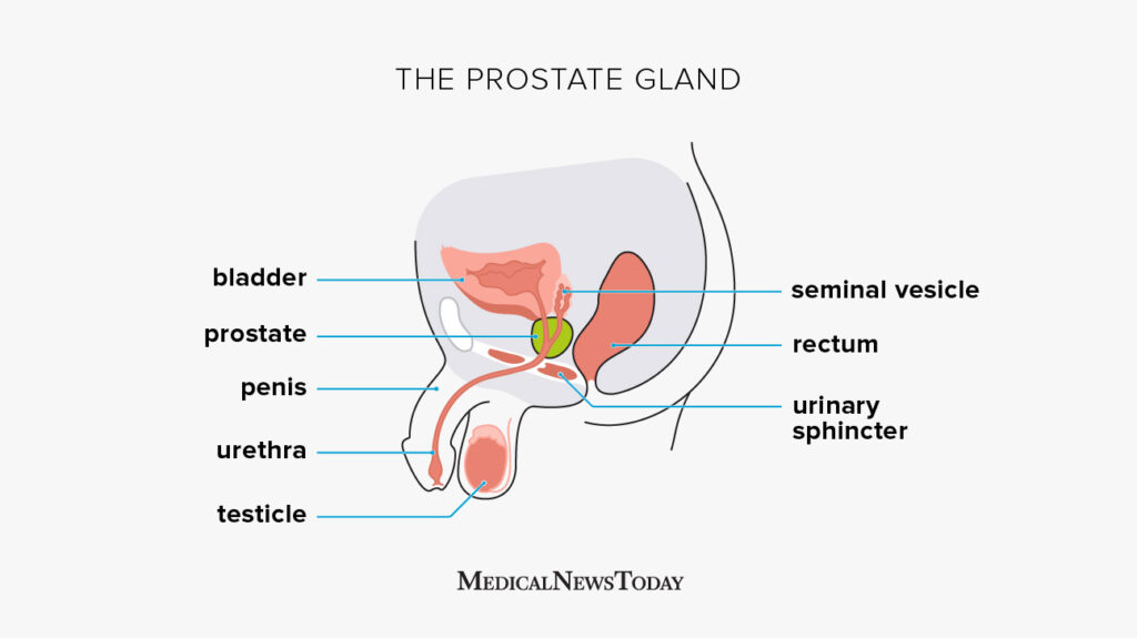 Men: Advancing Age And The Prostate Gland