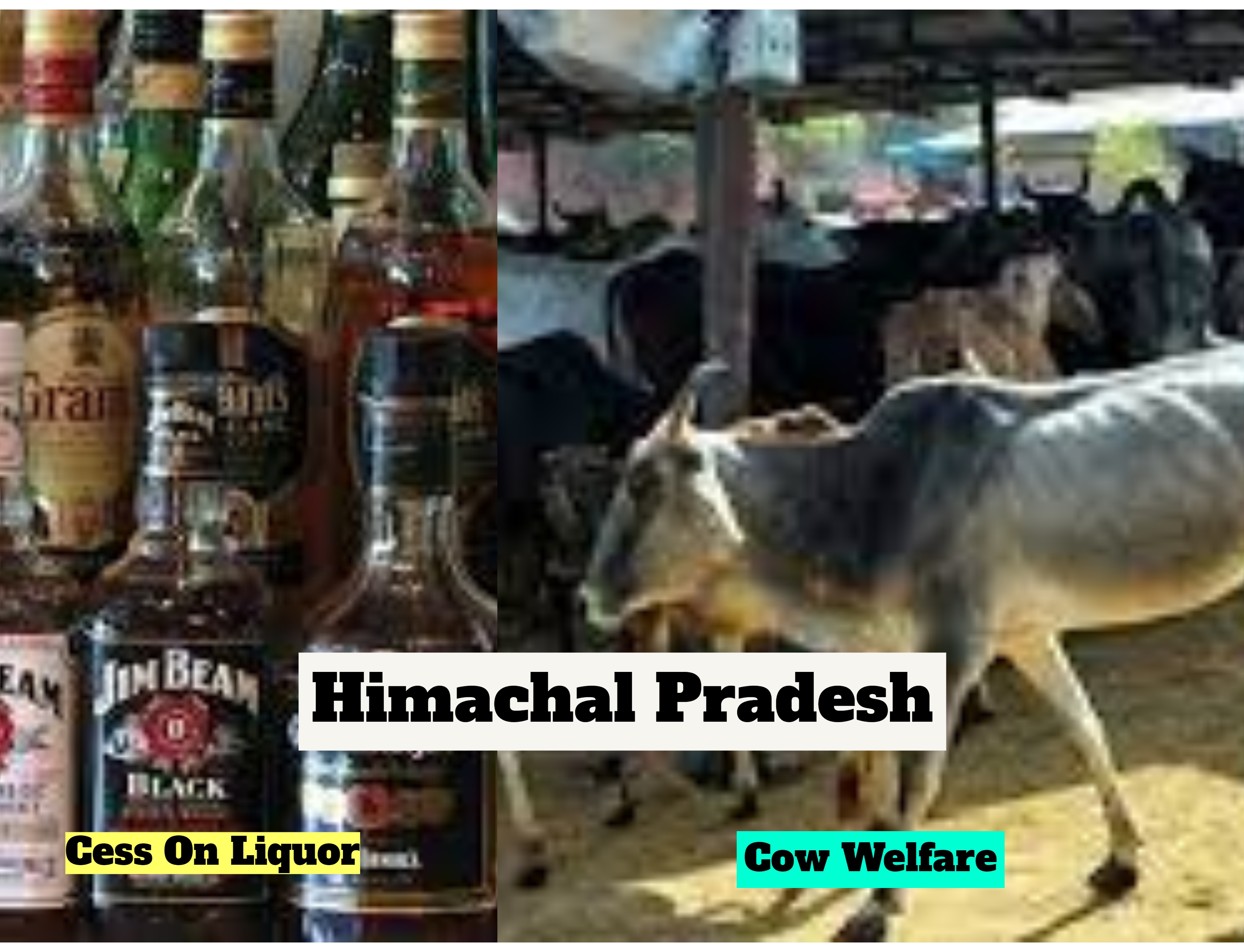 HP: Tipplers To Pay For Cow Welfare